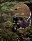 Filename=2020_-_Hunter_Hunter_mp41342.jpg
Filesize=901KiB
Dimensions=1920x804
Date added=Aug 03, 2025 2020_-_Hunter_Hunter_mp41342.jpg