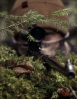 Filename=2020_-_Hunter_Hunter_mp41349.jpg
Filesize=1043KiB
Dimensions=1920x804
Date added=Aug 03, 2025 2020_-_Hunter_Hunter_mp41349.jpg